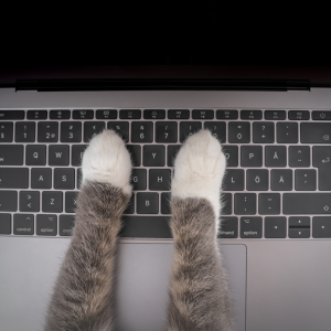 Cat paws on a laptop