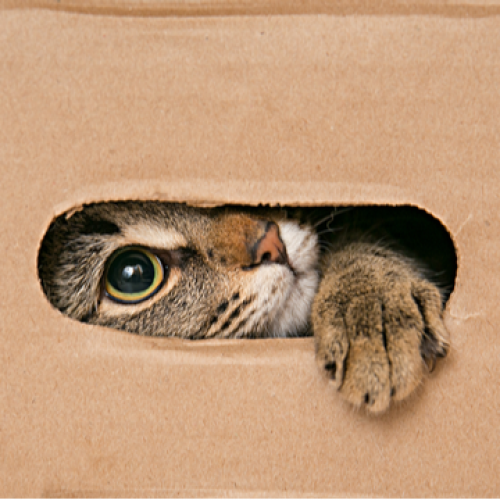 Cat peeking through a box