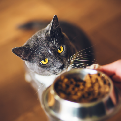 Cat with food
