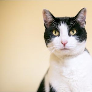 Black and white cat with pale yellow background
