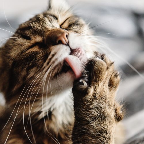 Cat licking paw