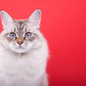 Cat with red background