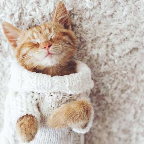 Cat in a sweater