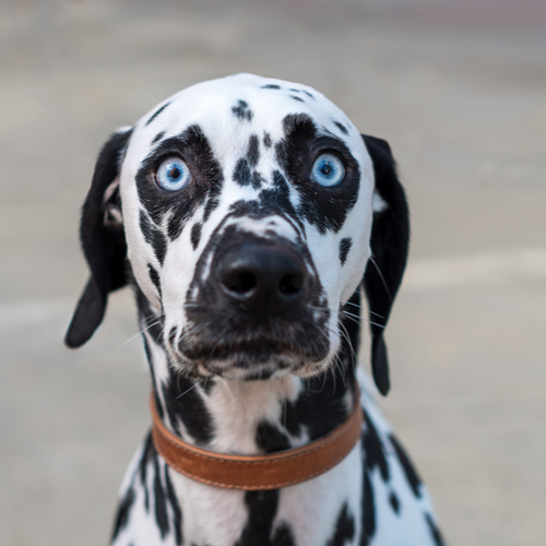 Dalmatian with blue eyes