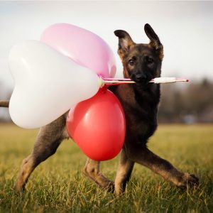 Dog with balloons