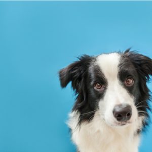 Border collie with blue background