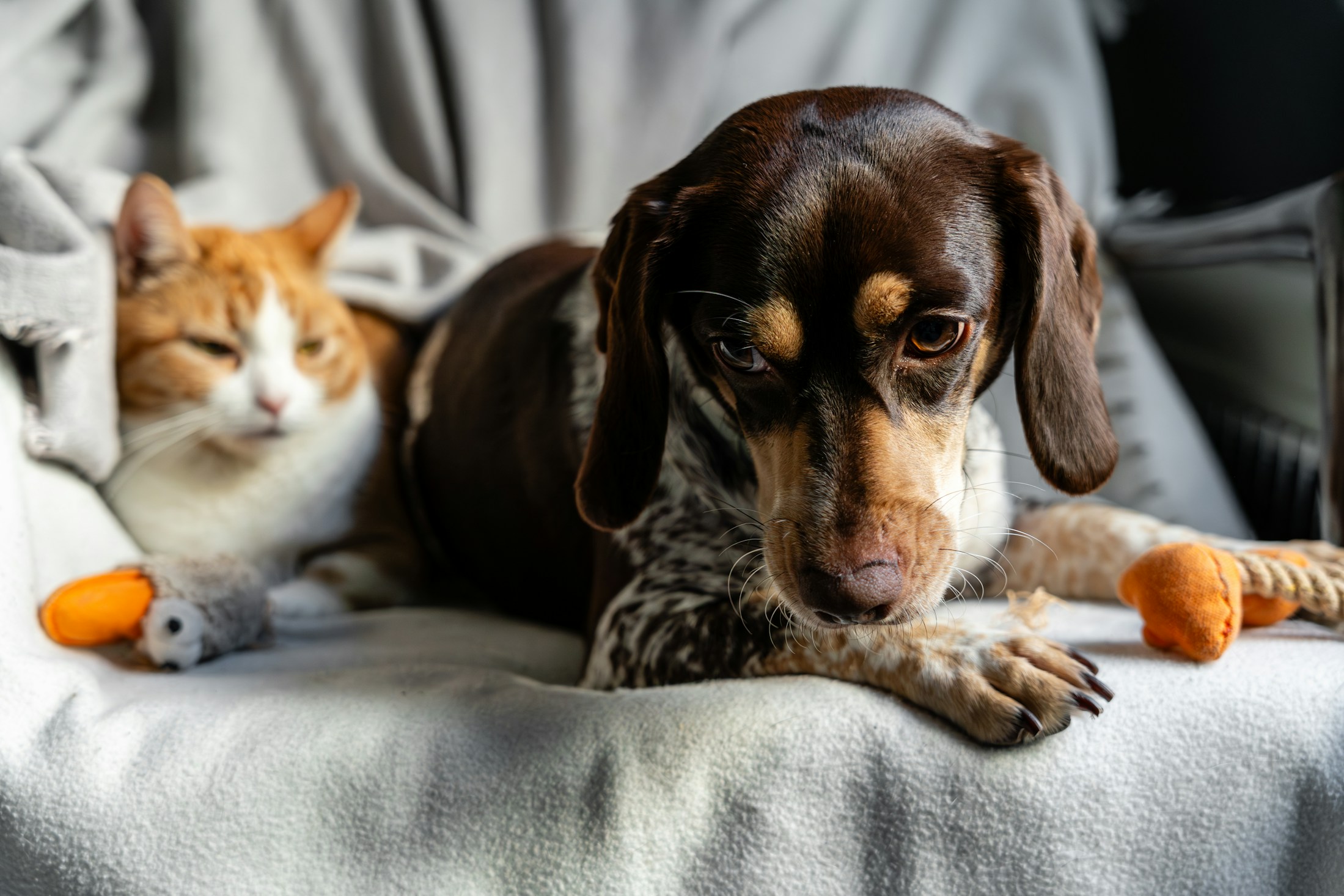 Dog and cat