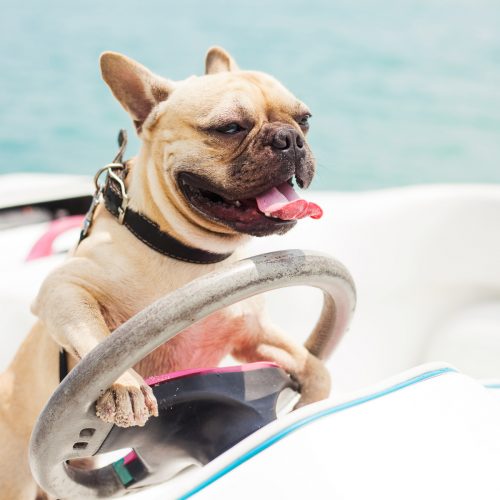 Dog driving a boat