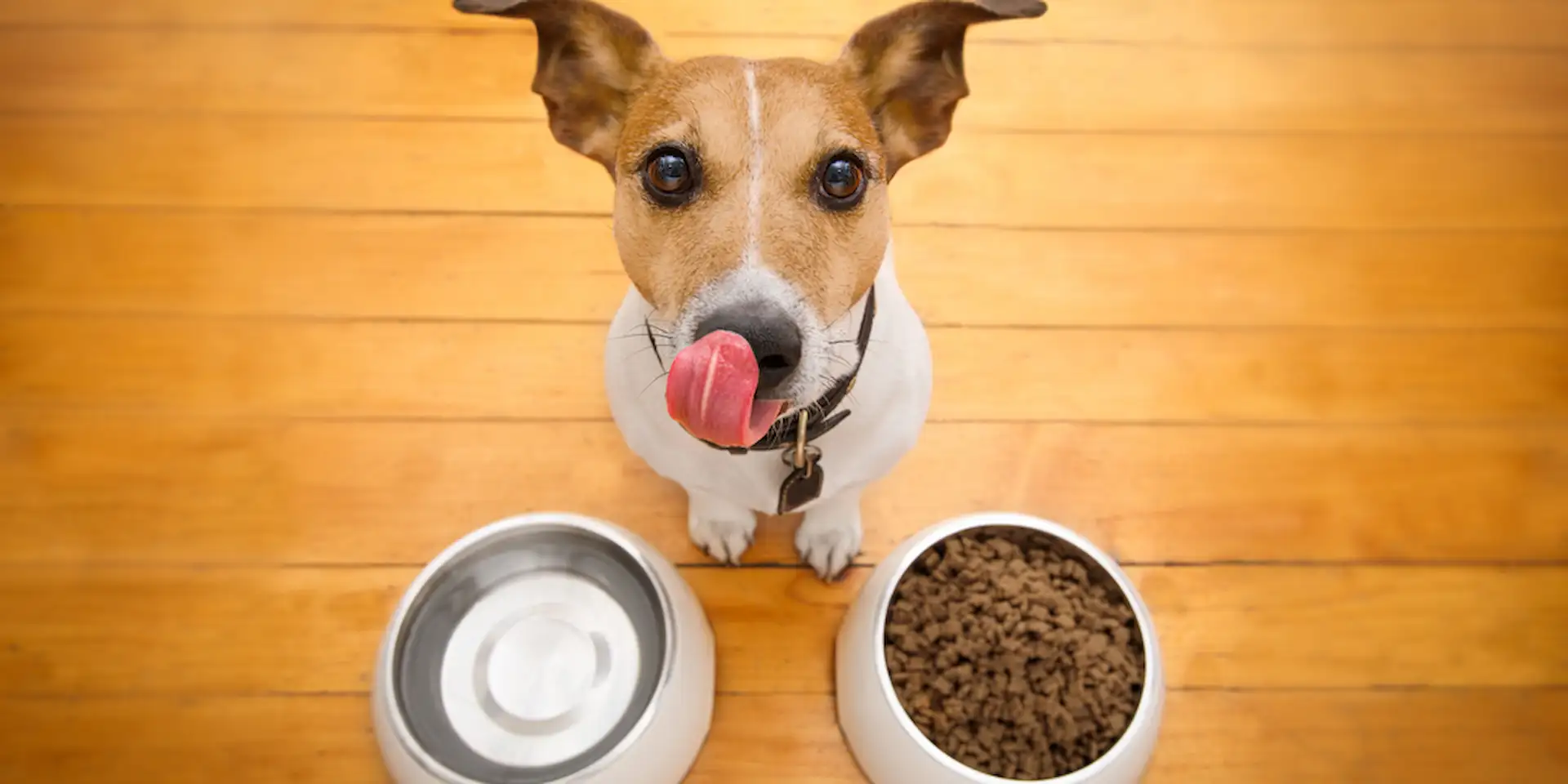 Dog food bowls
