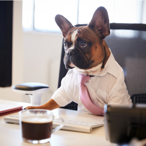 Dog dressed as a lawyer