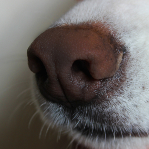 Close-up of a dog's nose