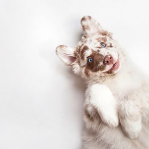 Fluffy dog on white background