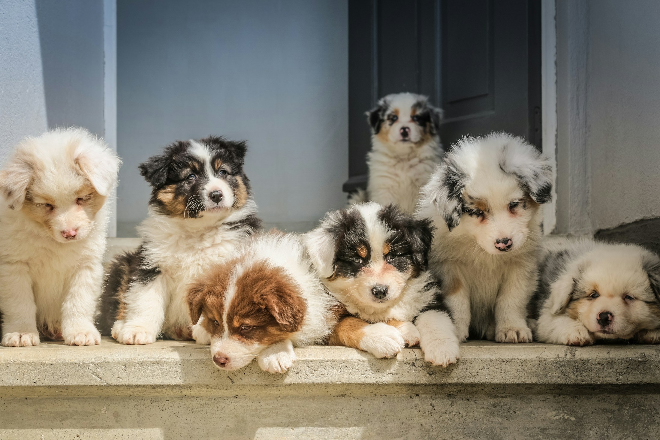 A group of fluffy puppies