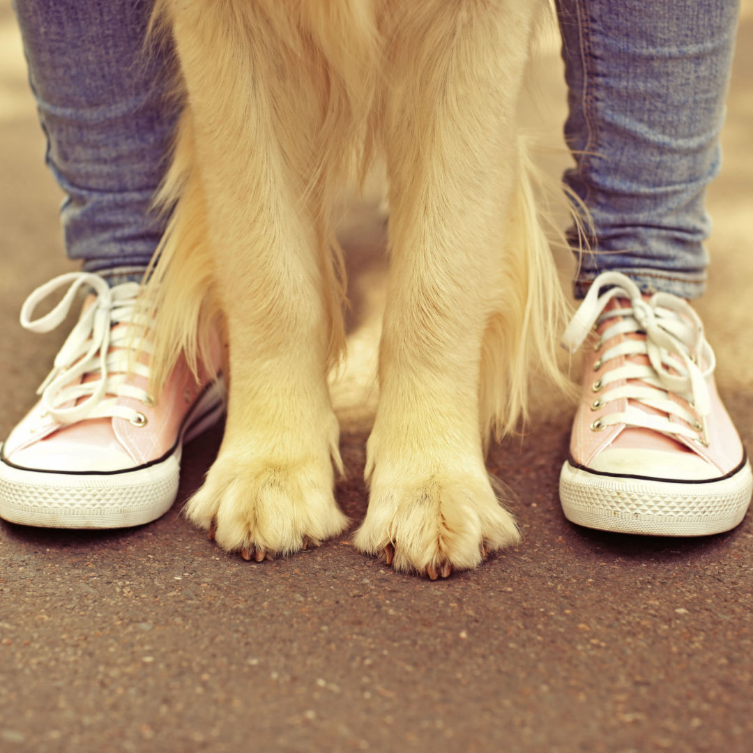 Dog standing next to a person's feet