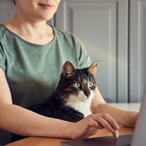 Cat on a green laptop