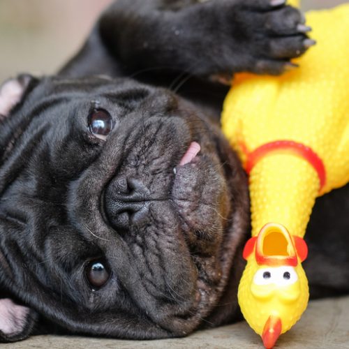 Bulldog with a chicken toy