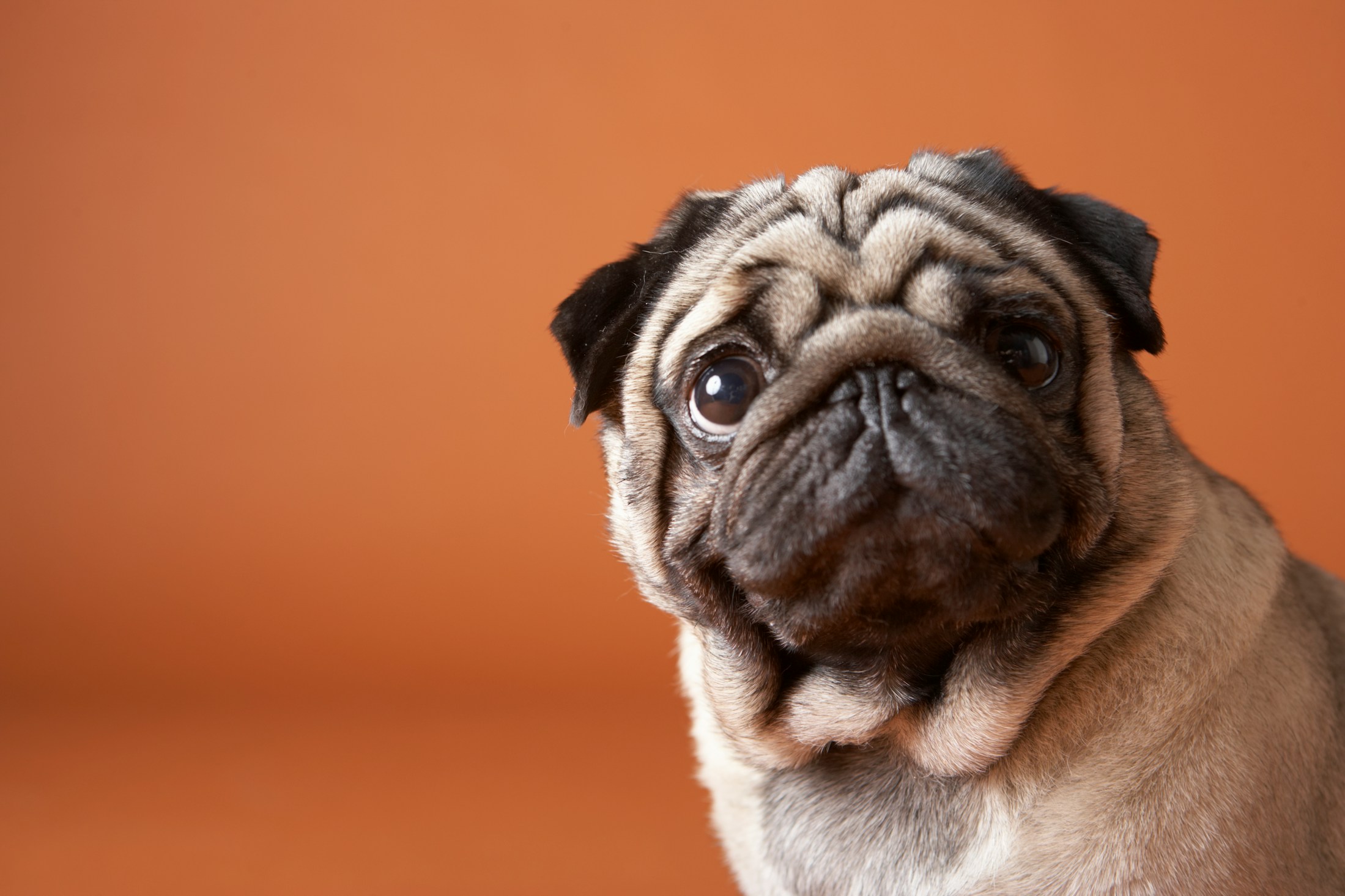 Pug with orange background