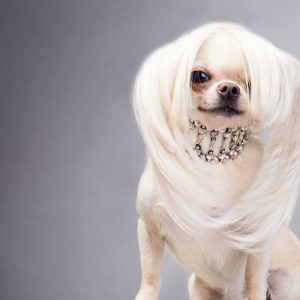 Elegant dog with jewelry