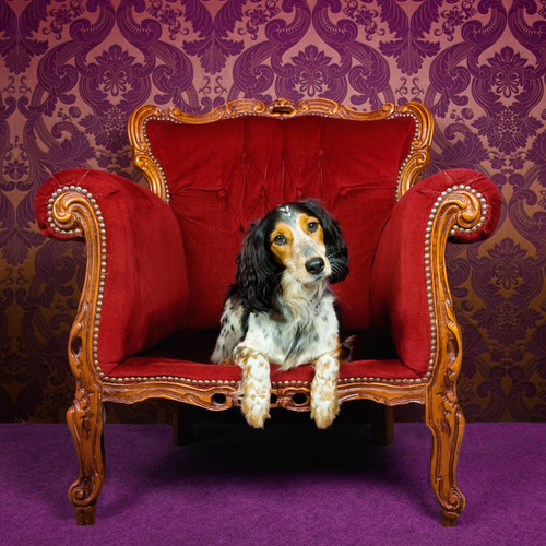 Dog sitting on a throne chair