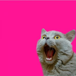 Surprised cat with pink background