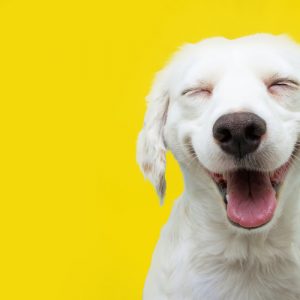 Happy white dog with yellow background
